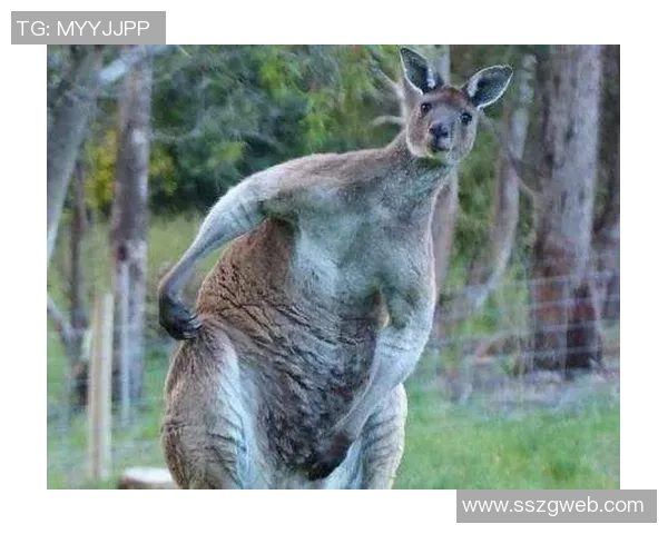 动物界的足球明星们他们的球技与魅力让人惊叹不已